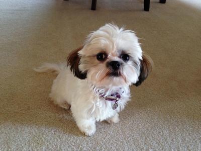 Dog Gone Problems Why Does My Senior Suddenly Want To Sit In Why Does My Senior Dog Suddenly Want To