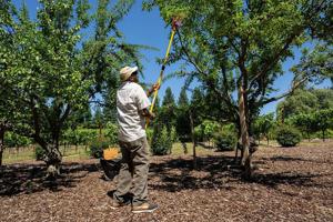 Dusty Baker picks plums from a tree in his garden at his Granite Bay home on Wednesday, June 3, 2026.