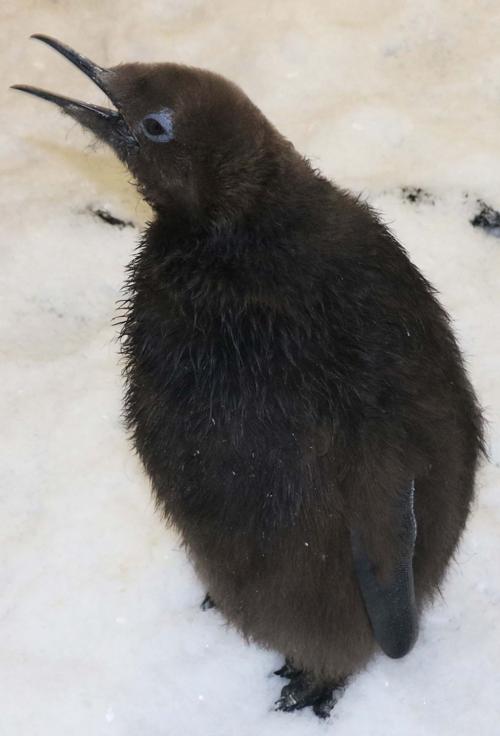 Baby King Penguin Ready To Make Its Debut At Omaha Zoo Lifestyles Omaha Com