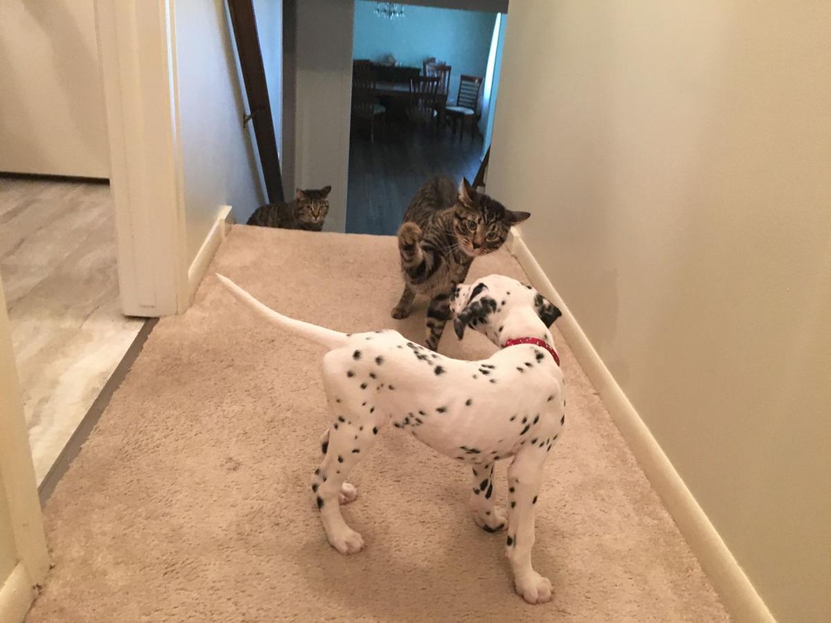 Dog Gone Problems Can Our Son S Cat And Dog Peacefully Co Exist