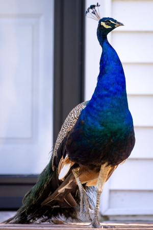 071226-owh-new-wildart-jc-4