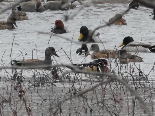Geese aren't sticking around, but there's lots of ducks, eagles at DeSoto  Wildlife Refuge