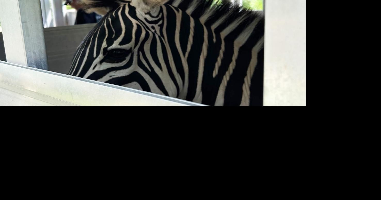Zebra among 60 animals confiscated from west Omaha property by Nebraska Humane Society