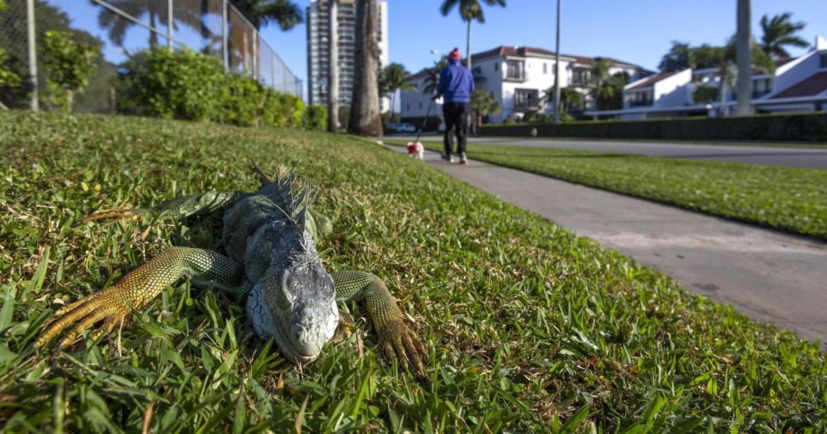 Florida's falling lizards are getting used to cold winter temperatures