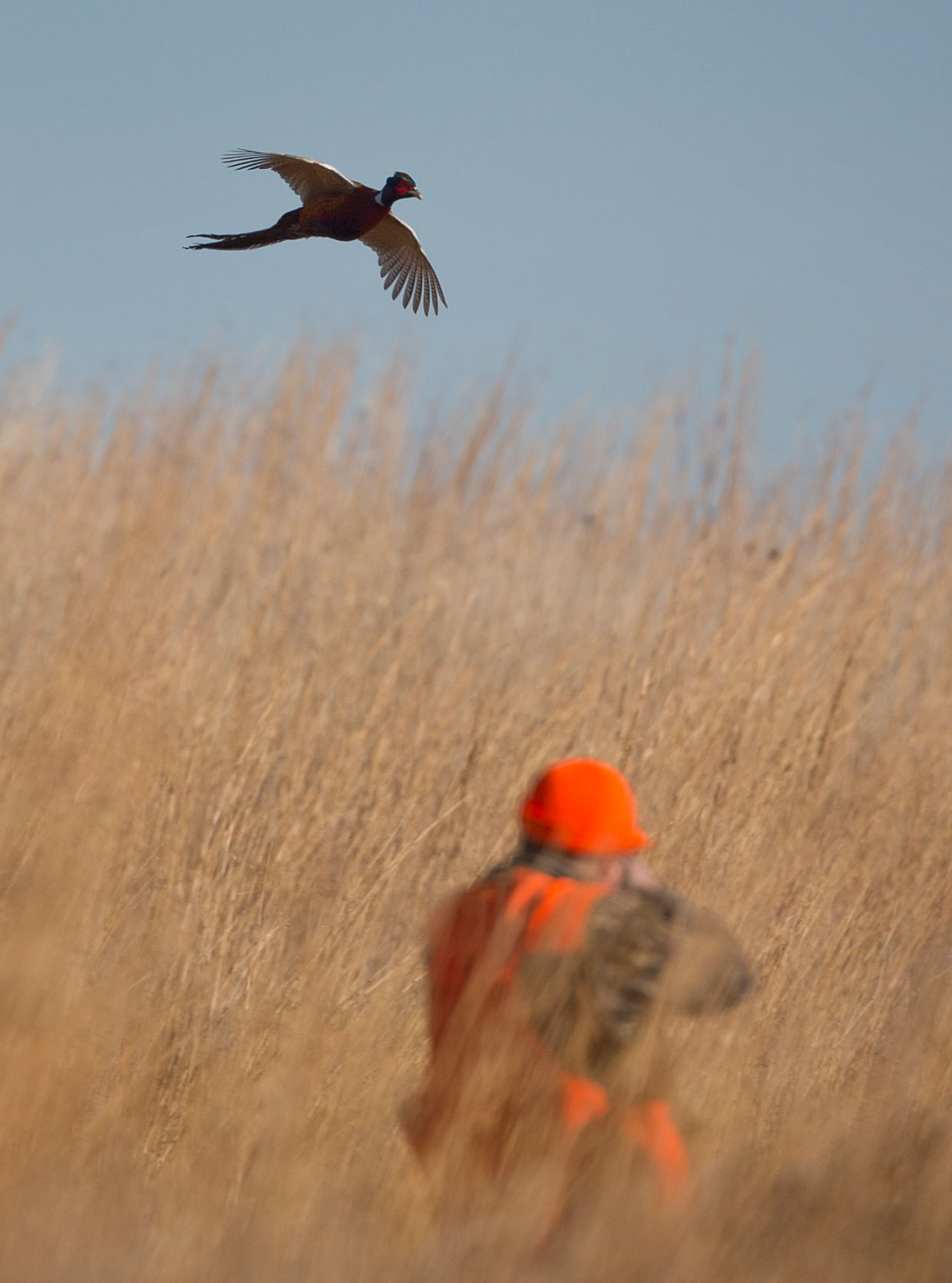 Hunter Safety Course Is Also Available Online Outdoors Omaha Com   55fe057097ffa.image 