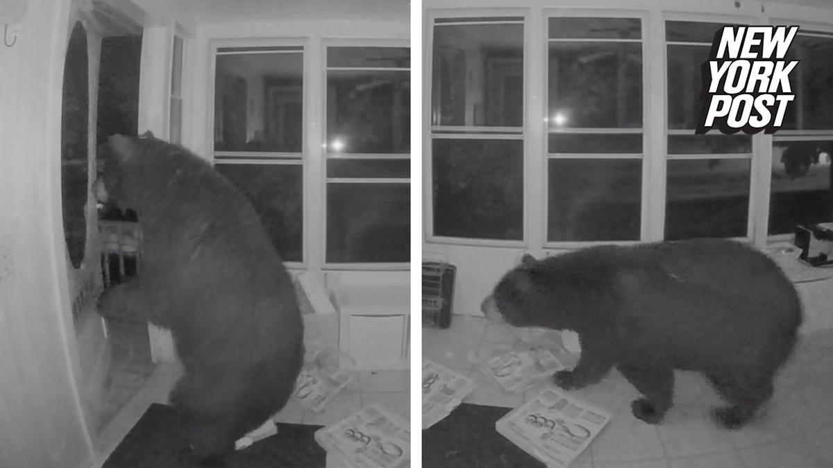 Bear Breaks Into Home Looking For Pizza National News Omaha Com