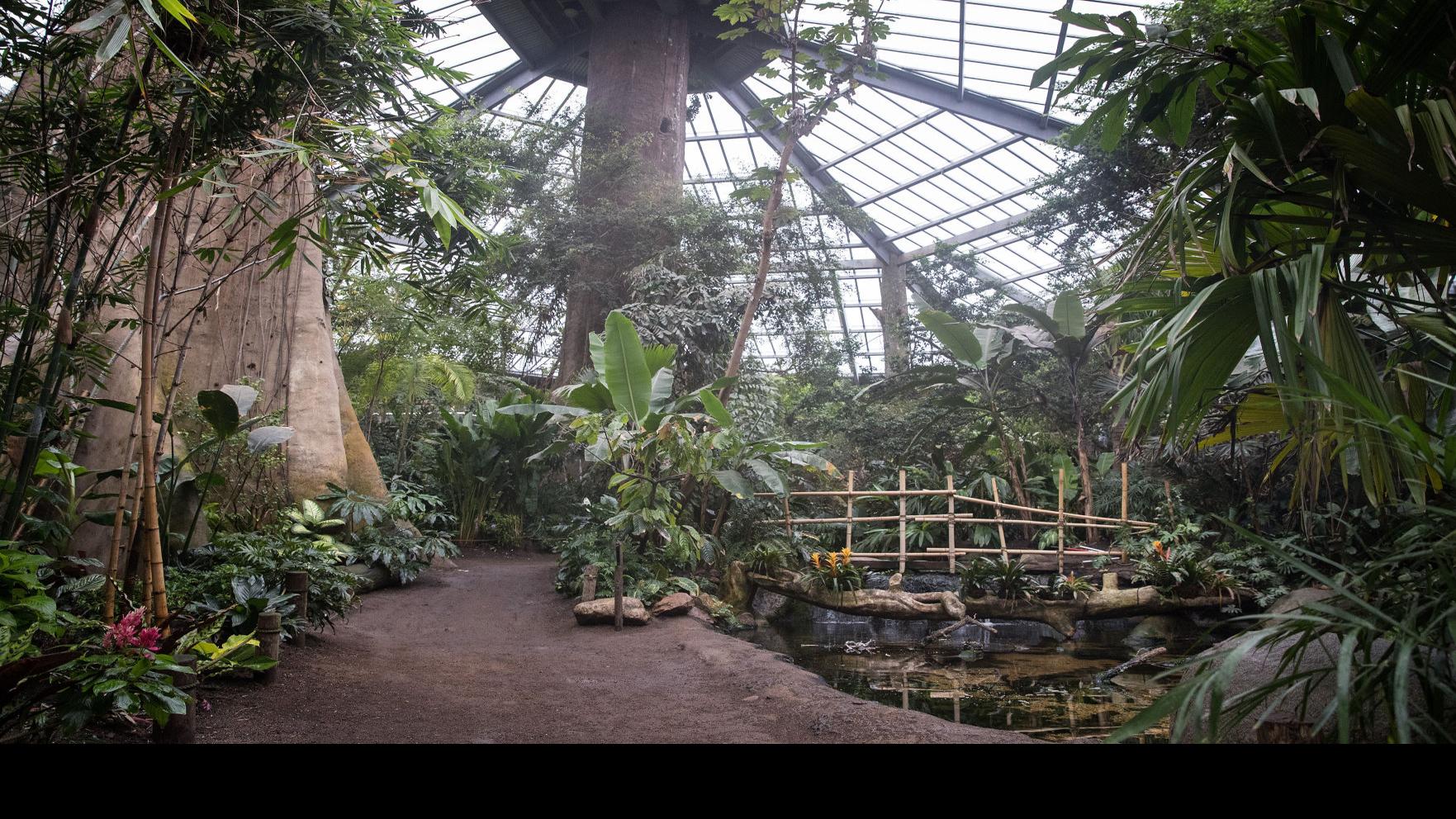 Lied Jungle Created 25 Years Ago Has Been A Catalyst For