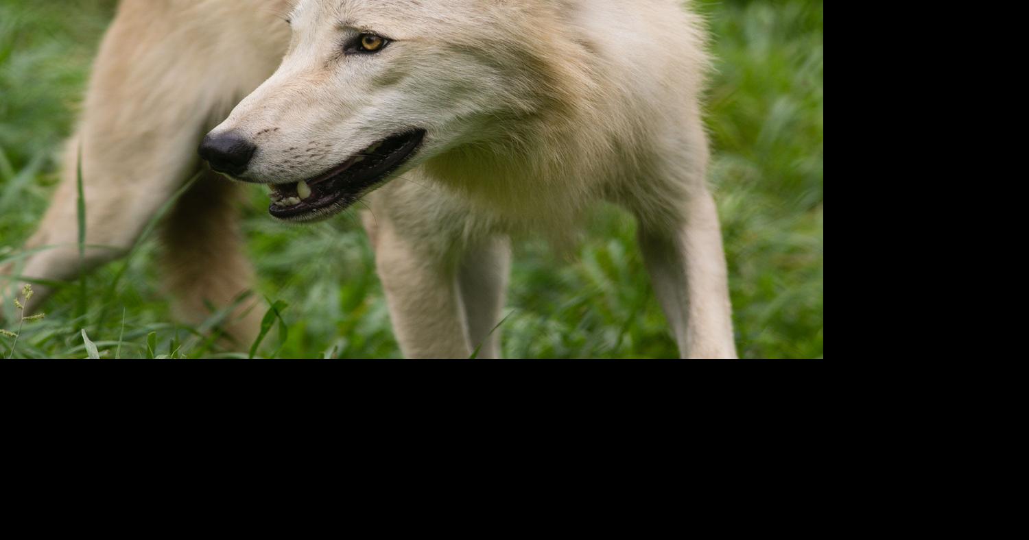 Another gray wolf shot in Nebraska, this time north of Fremont