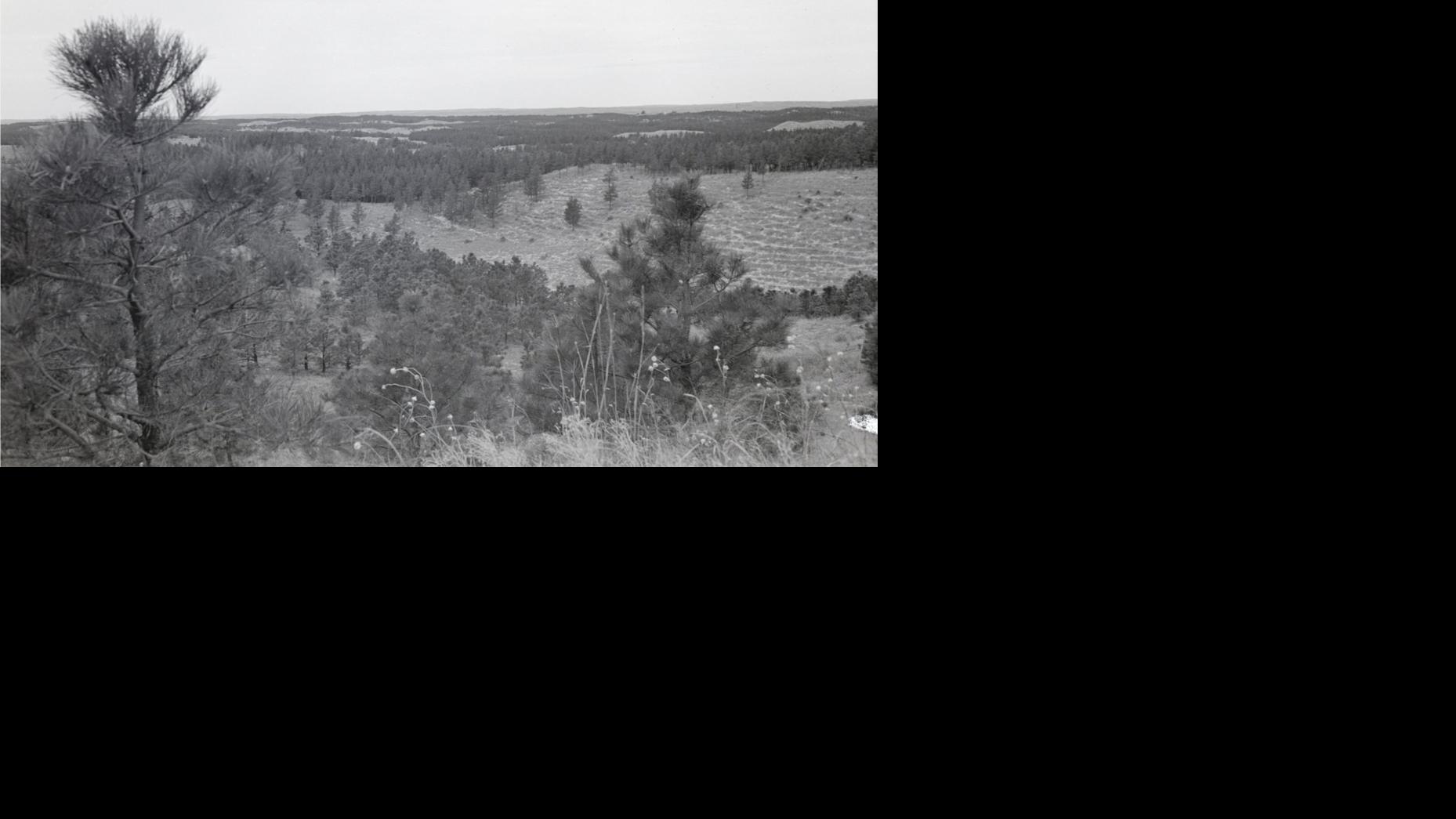 Millions of Nebraska trees took root thanks to Bessey UNL 150
