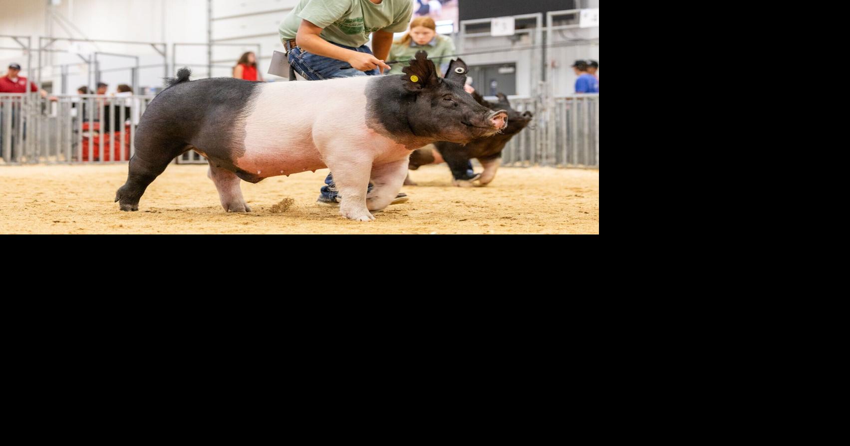 Aksarben Stock Show to bring 1,800 exhibitors, feed Grand Island economy