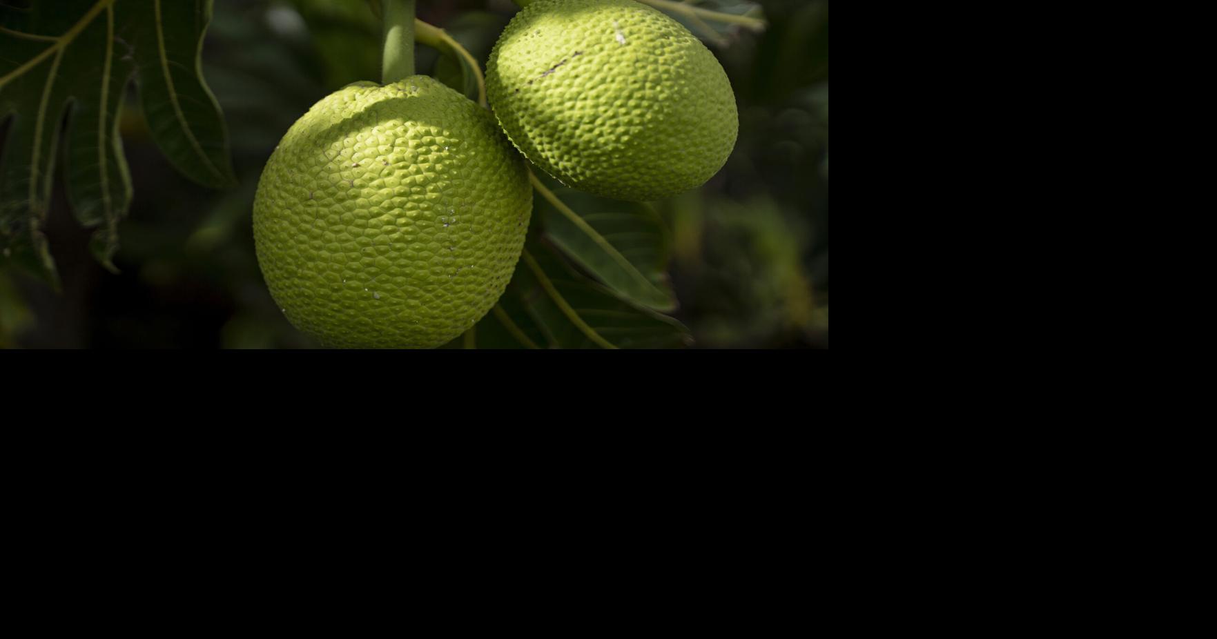 Hawaiians work to restore historically significant trees