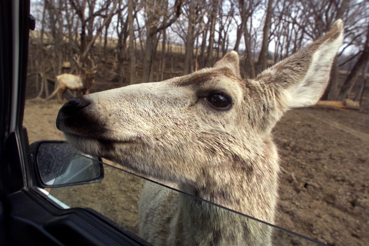 omaha zoo wildlife safari park