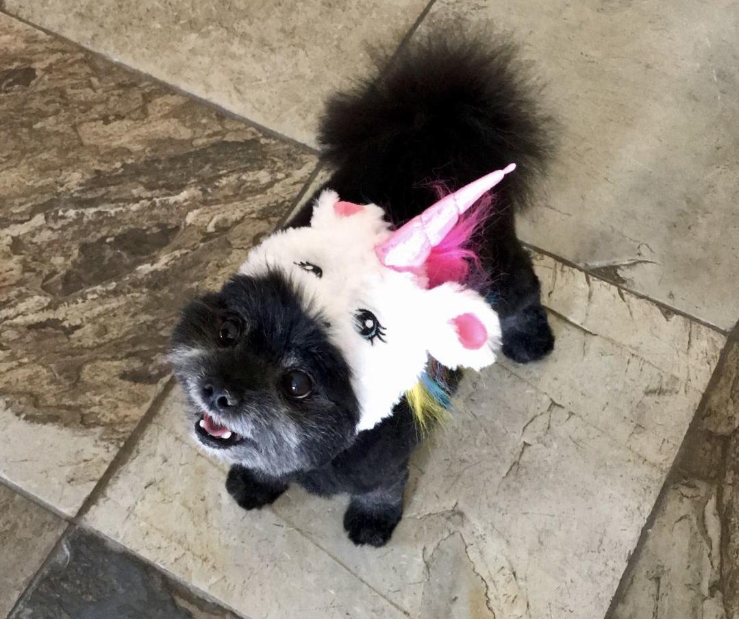 16 Million Private Indoor Dog Park Perhaps The Worlds