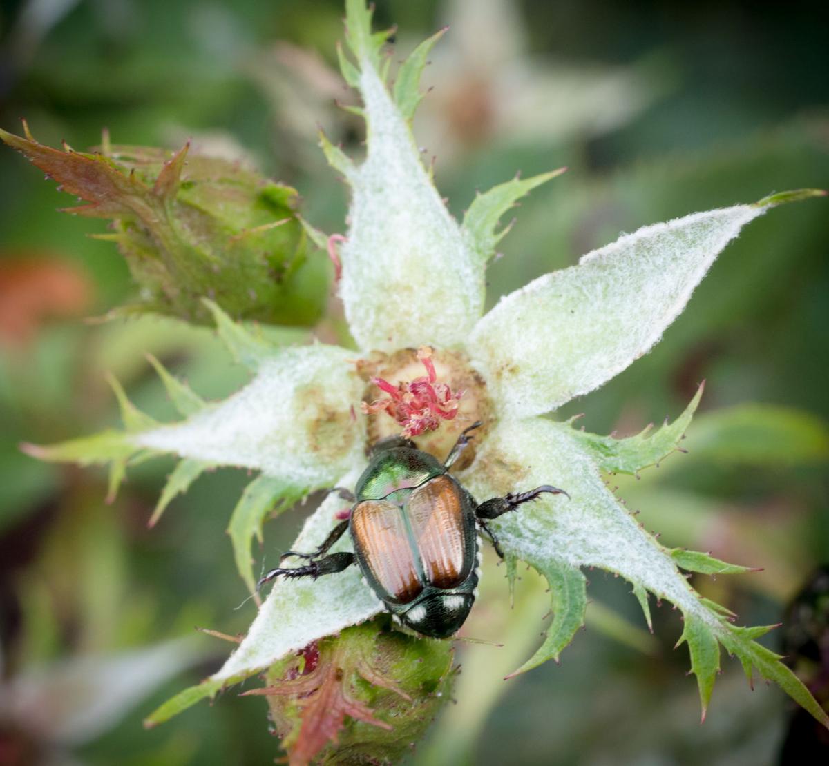 Japanese beetle swarms are worse than ever this year, and there's not