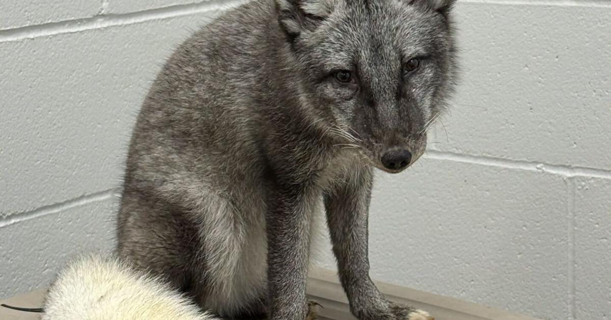Das Happy End für den in Omaha beschlagnahmten Polarfuchs ist keine ...