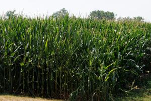 072826-owh-new-corn