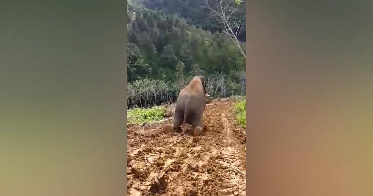 Watch Now: Playful elephant slides down muddy hill after rain in Thailand