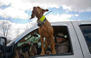 finished vizsla for sale