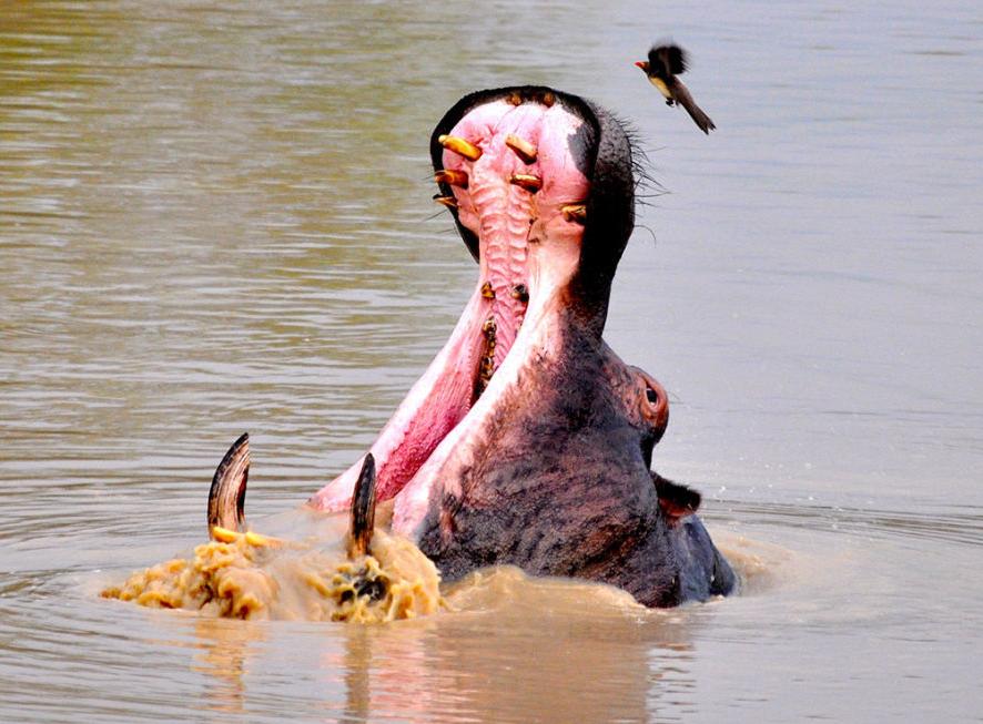 specialty travel customized 10 day trip to south africa was