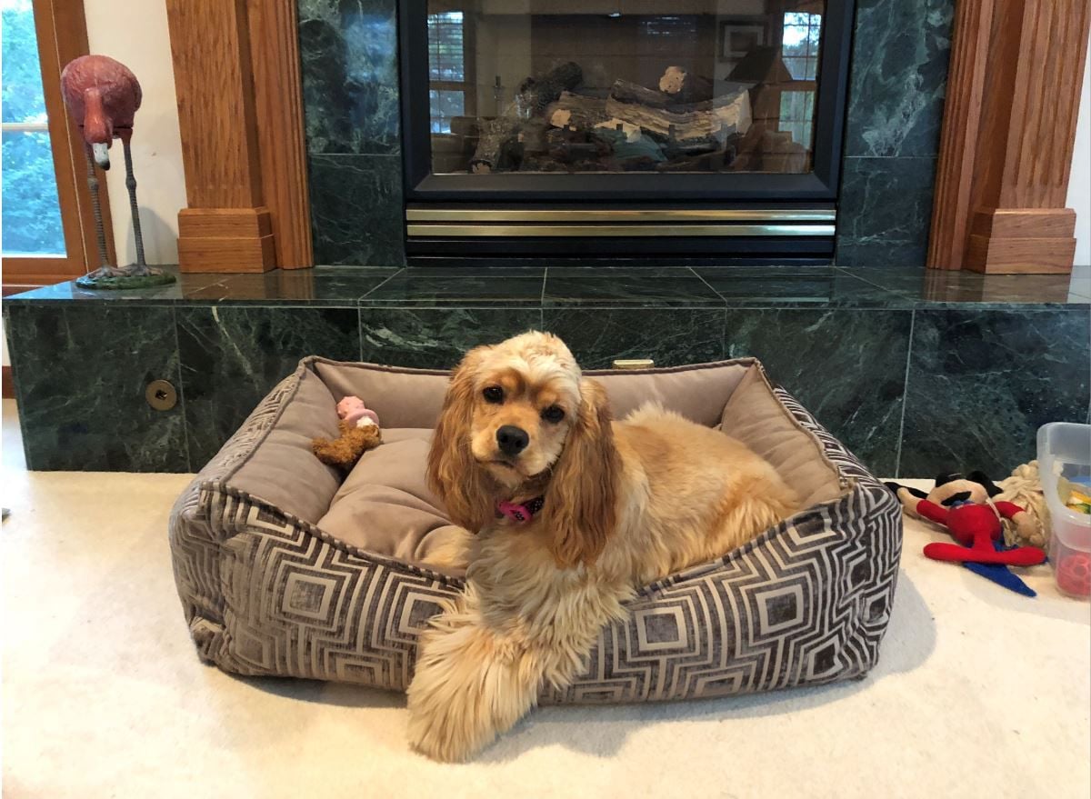 small dog friendly breeds