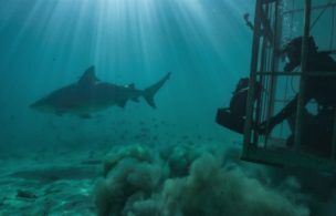 Worth Watching: Beware the 'Sharkcano,' Netflix Samples Latin America 'Street Food,' a 'Real Sports' Roundtable