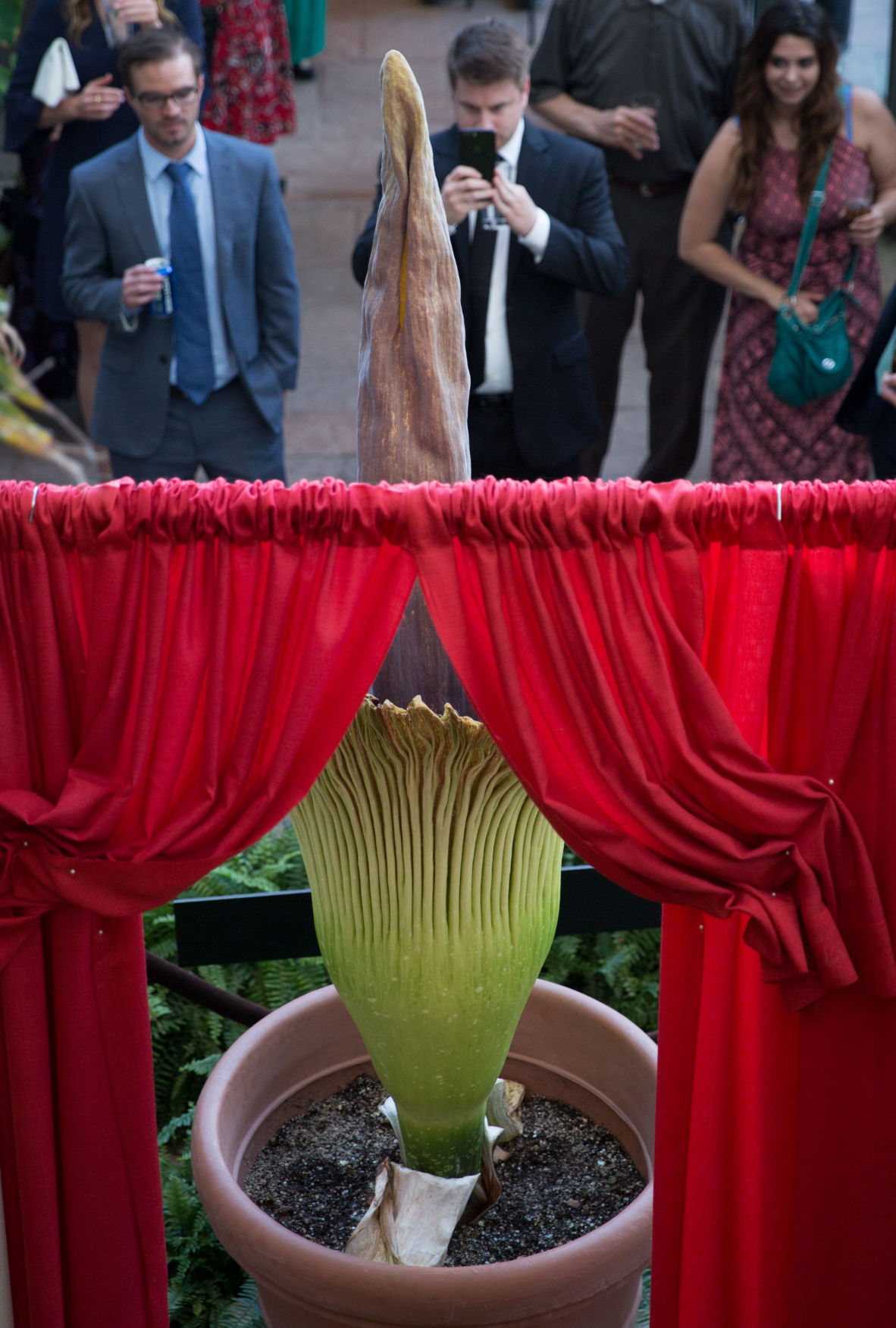 'Amazing Stinko' is blooming at Lauritzen Gardens, and Sunday might be ...