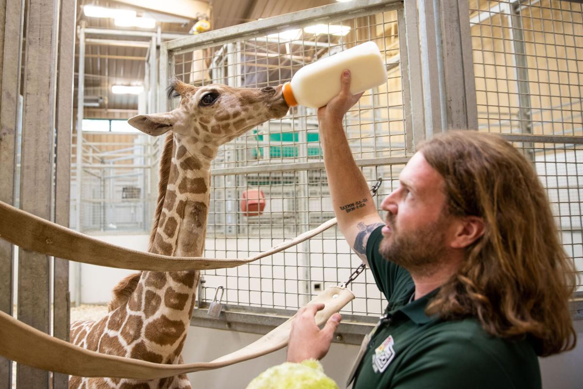 Giraffe Mother And Baby T-Shirt
