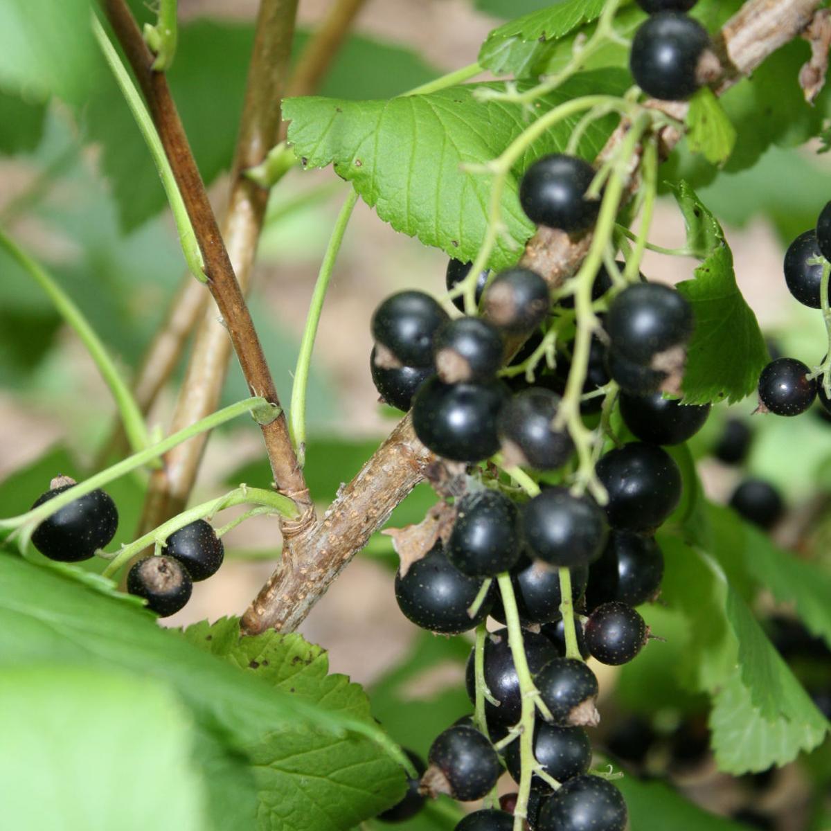 Riggenbach Currants Enjoy A Comeback Of Sorts Lifestyles