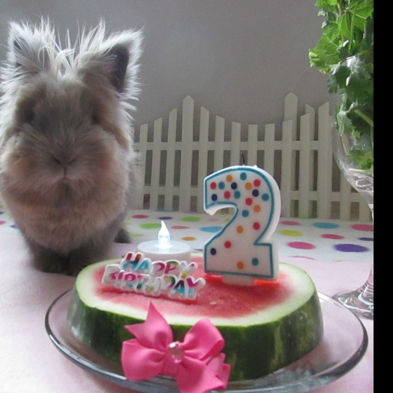 Why A Bunny Rules The House Of This Omaha Family Inspired Living Omaha Com