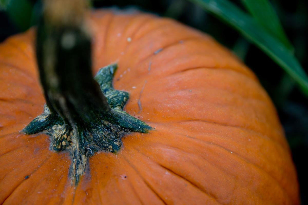 Face Painting Hayrack Rides Trick Or Treating And A Dozen Other
