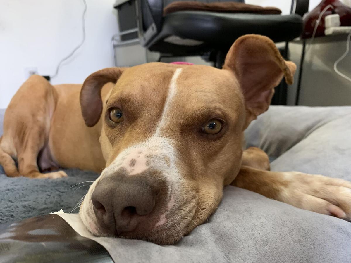 Dog for 1/27/21