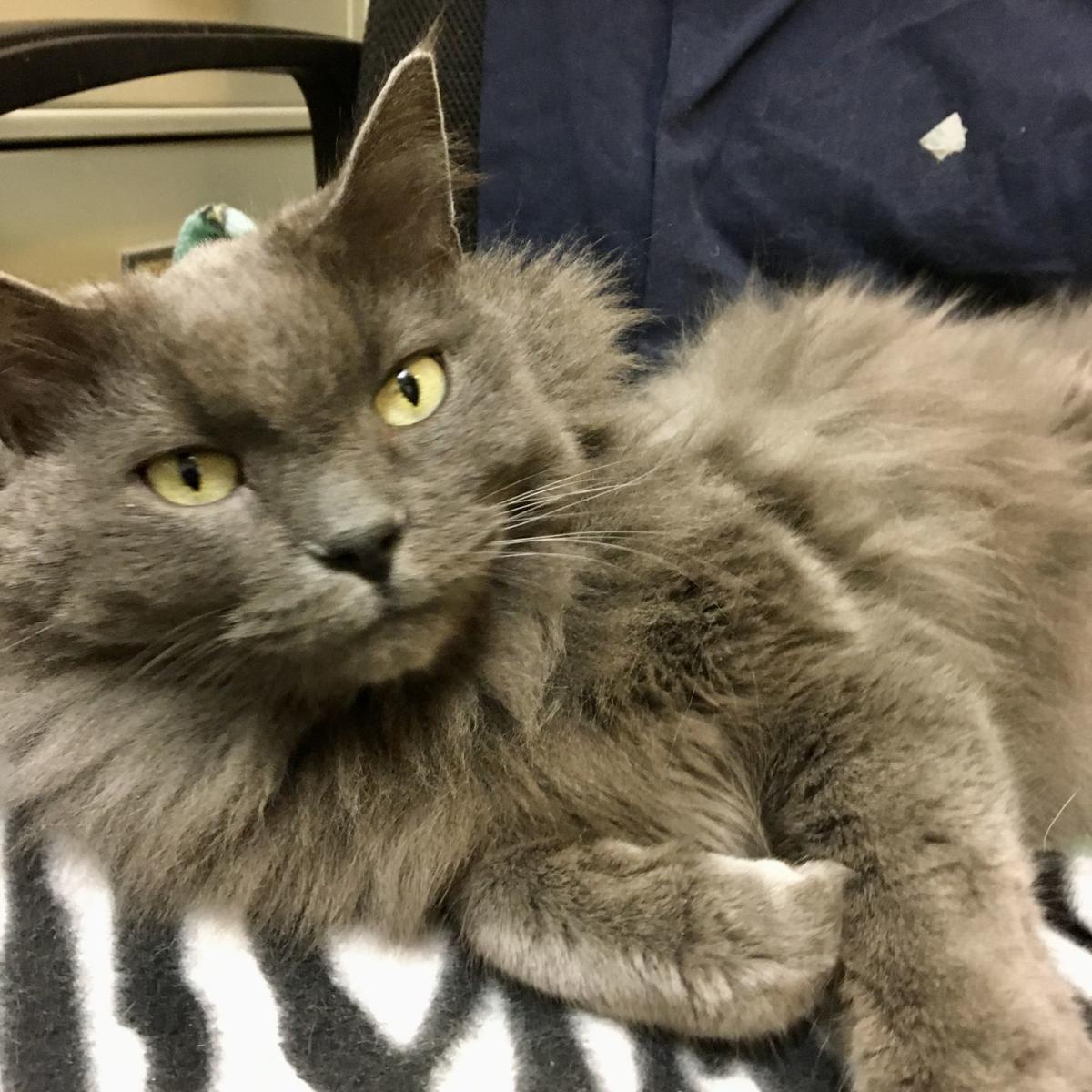 A Christmas Miracle Californian Is Reunited With Cat Lost In