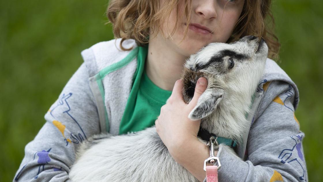 annexation-endangers-future-of-bellevue-family-farm-a-slice-of-heaven-for-4-h-kids