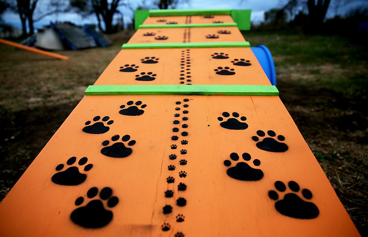 dog obstacle course at home