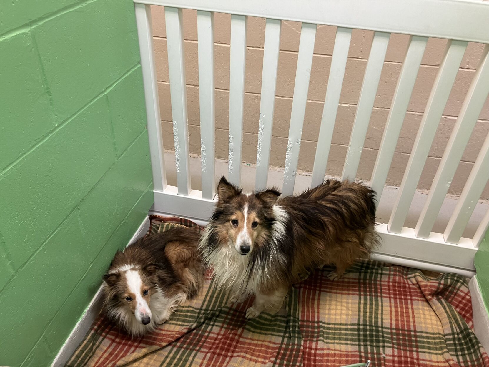 Leeway shelties clearance