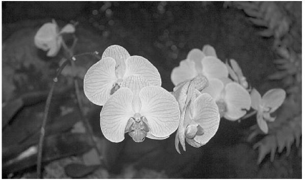 Orchids Can Be Quirky But Many Are Easy To Grow Articles Omaha Com