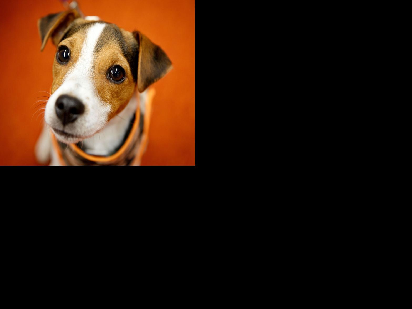 In training to be a therapy dog, terrier puppy learns from ...