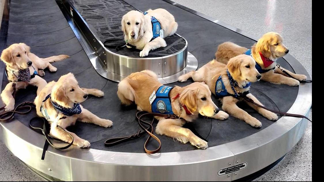 Nebraska Group Awaits Gaggle Of Golden Retriever Puppies To Train As Comfort Dogs Live Well Nebraska Omaha Com
