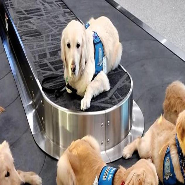 Nebraska Group Awaits Gaggle Of Golden Retriever Puppies To Train As Comfort Dogs Live Well Nebraska Omaha Com