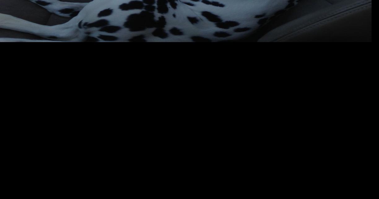 Dog Gone Problems How do I stop our dog from throwing up in the car?