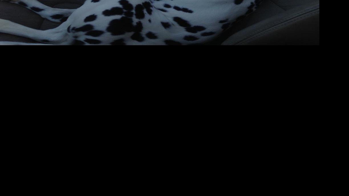 Dog Gone Problems How do I stop our dog from throwing up in the car