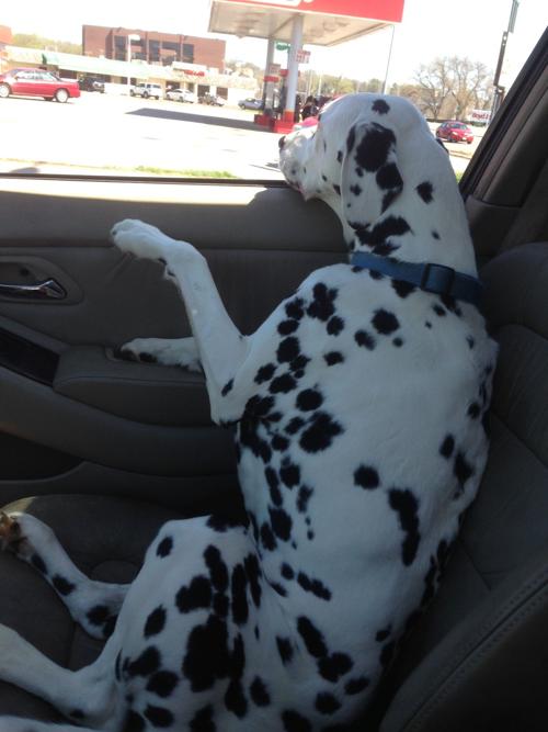 Dog Gone Problems How do I stop our dog from throwing up in the car