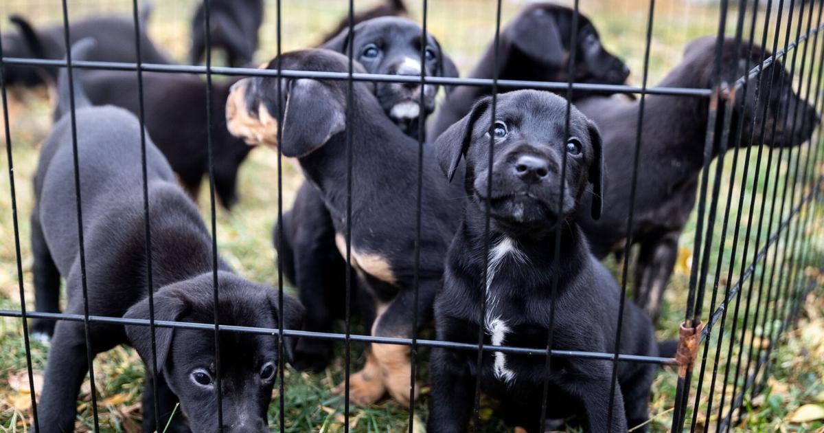 Rescue groups feel the burden as Nebraska Humane Society sends away pets given up by owners