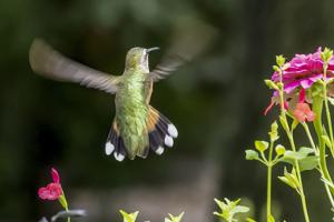 broadtail2byphil.jpg