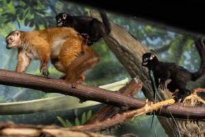 091026-owh-new-lemur-cm-04.JPG