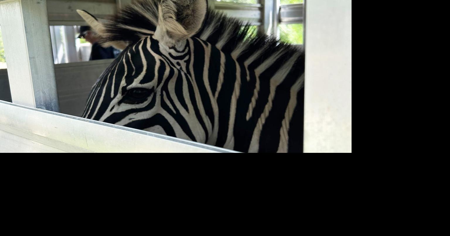 zebra.jpg