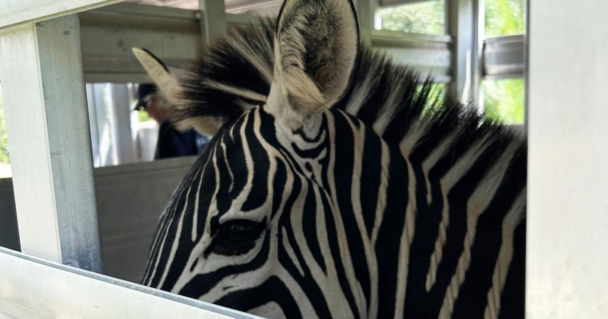 zebra.jpg
