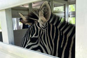 zebra.jpg