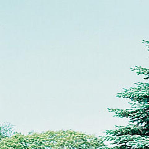 Arbor Day Foundation Offers Colorado Blue Spruce Trees To New Members In August Local News Omaha Com