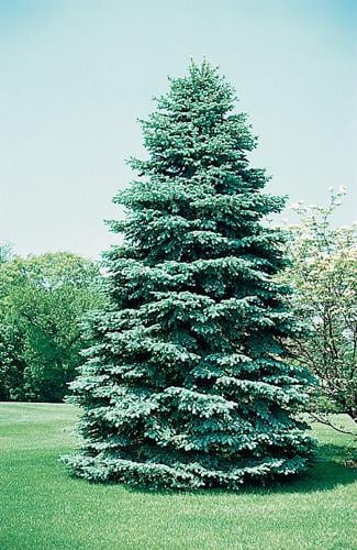 colorado blue spruce christmas tree